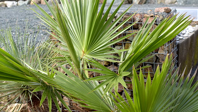 植栽